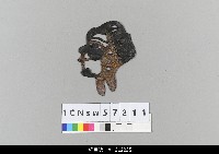 藏品(中國湖北皮影戲偶頭-生)的圖片